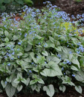 Brunnera macrophylla 'Looking Glass'
